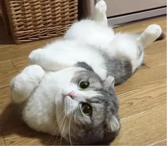 猫咪互动技巧_猫咪的日常安全感建立技巧_猫咪亲密关系建立方法