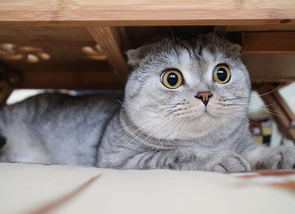 猫咪亲密关系建立方法_猫咪的日常安全感建立技巧_猫咪互动技巧