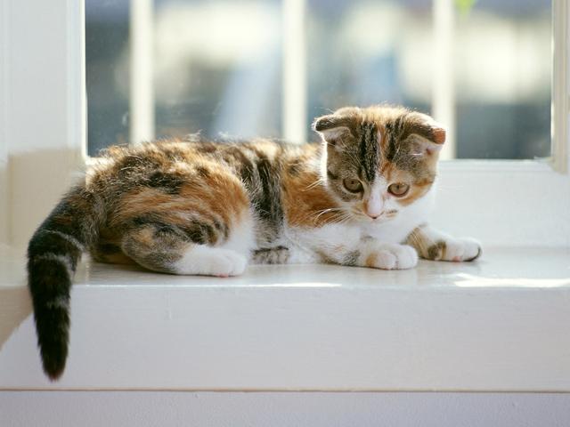 猫咪的日常安全感建立技巧_猫咪互动技巧_猫咪亲密关系建立方法
