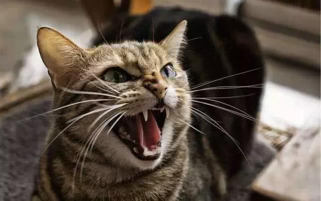 猫咪亲密关系建立方法_猫咪互动技巧_猫咪的日常安全感建立技巧