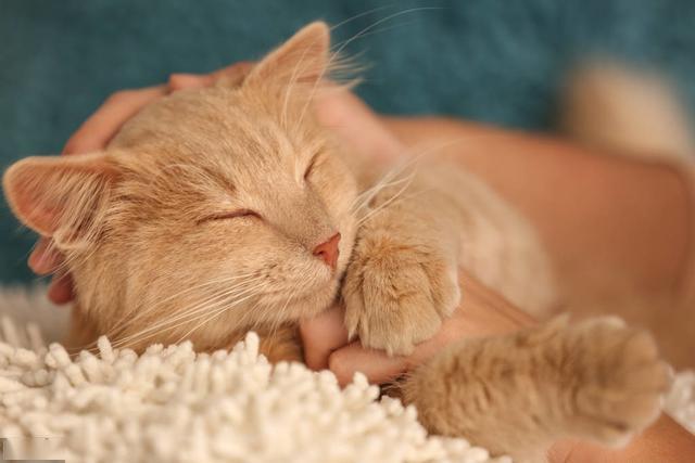 猫咪亲密关系建立方法_猫咪互动技巧_猫咪的日常安全感建立技巧