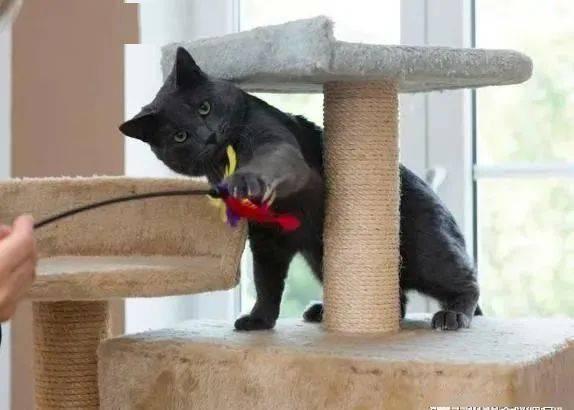 猫咪的日常安全感建立技巧_猫咪亲密关系建立方法_猫咪互动技巧
