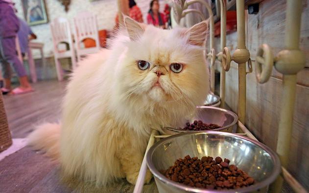 猫咪的日常安全感建立技巧_猫咪亲密关系建立方法_猫咪互动技巧