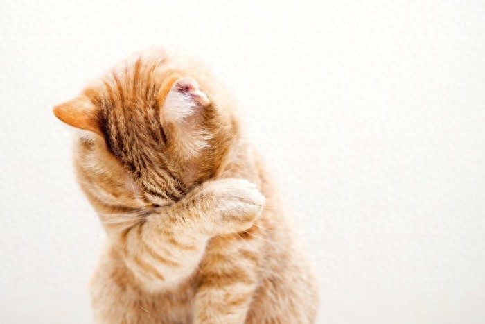 猫咪伸展身体意义_猫咪洗脸行为含义_猫咪的日常放松方式