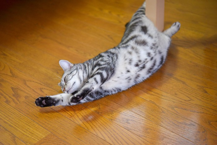 猫咪的日常放松方式_猫咪洗脸行为含义_猫咪伸展身体意义