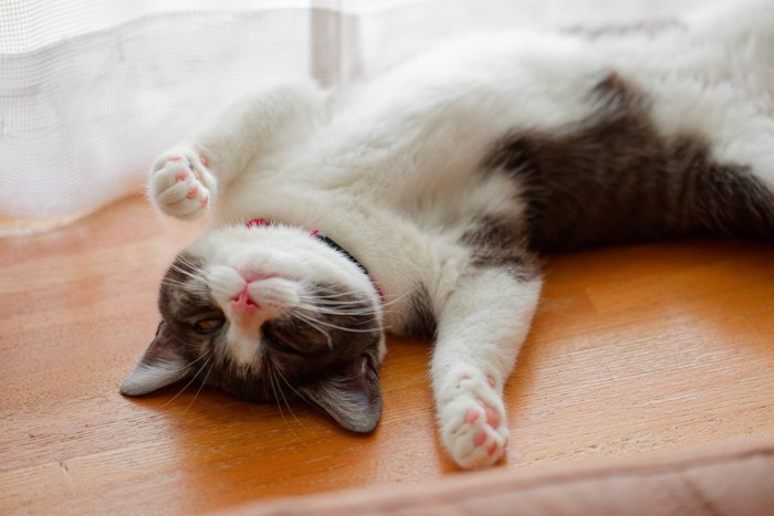 猫咪的日常放松方式_猫咪洗脸行为含义_猫咪伸展身体意义
