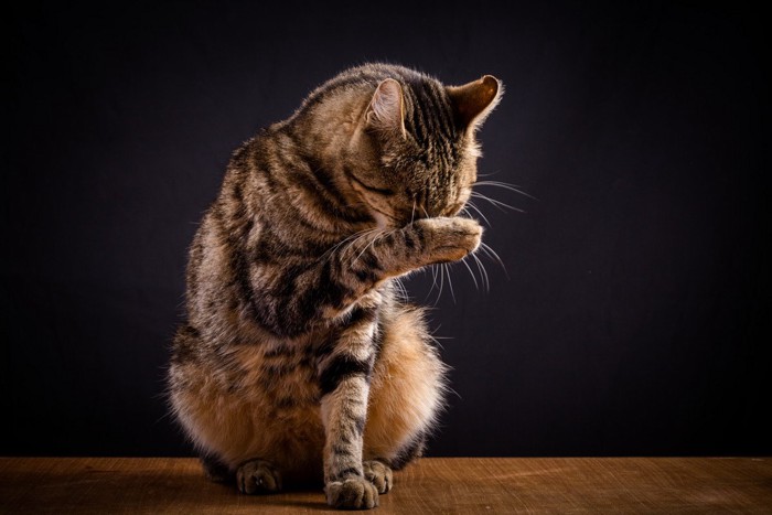 猫咪伸展身体意义_猫咪洗脸行为含义_猫咪的日常放松方式