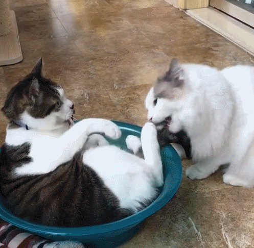 猫咪的日常放松方式_猫咪交流方式_猫咪蹭鼻子交流