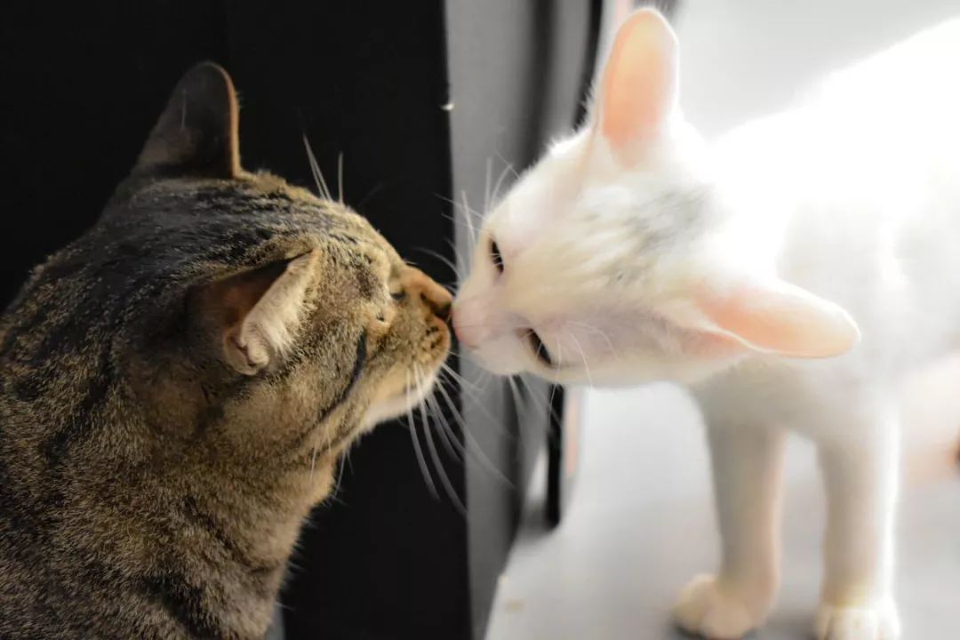 猫咪的日常放松方式_猫咪交流方式_猫咪蹭鼻子交流