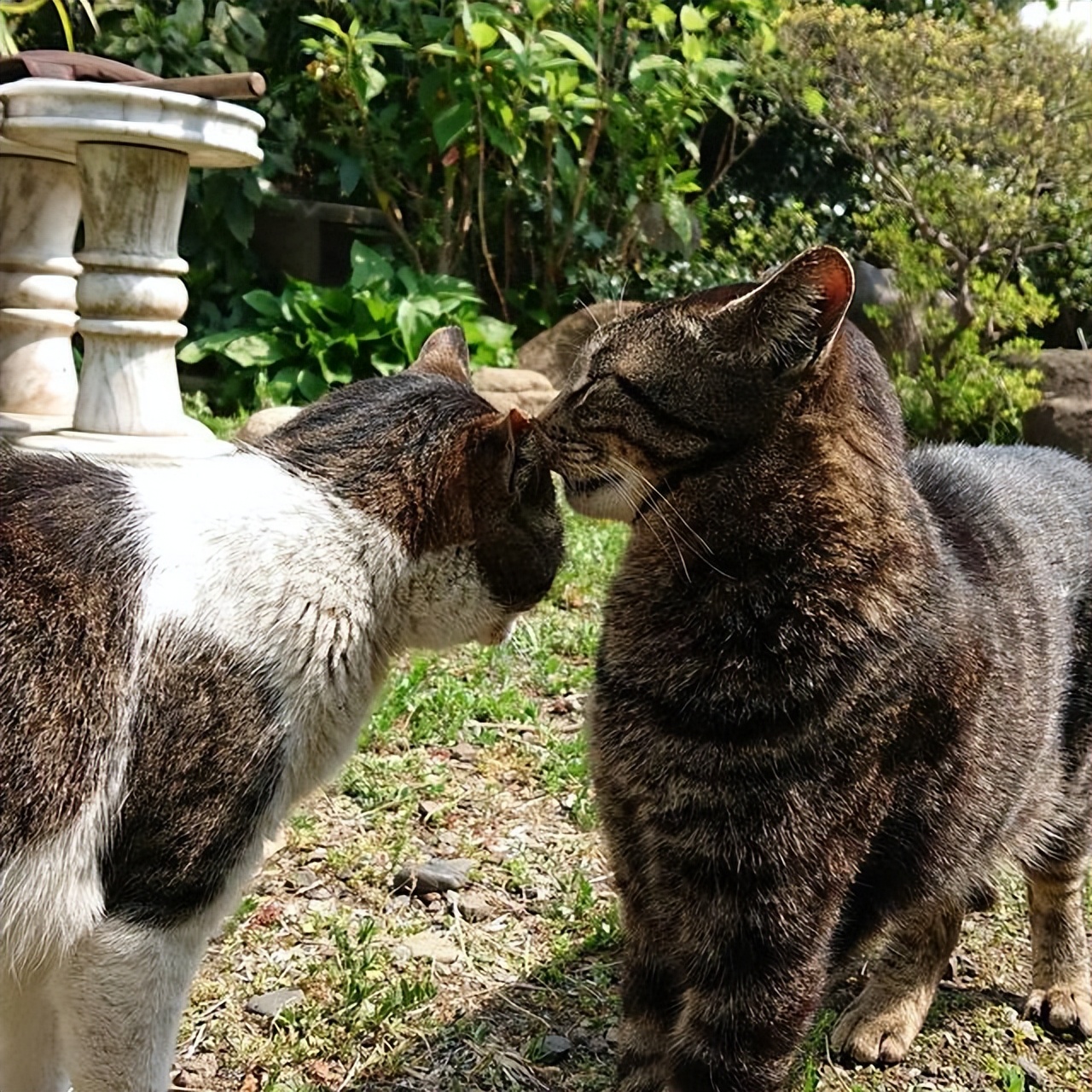 猫咪蹭鼻子交流_猫咪的日常放松方式_猫咪交流方式