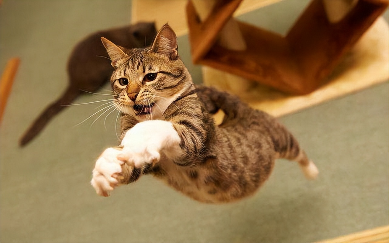 猫咪的日常放松方式_猫咪蹭鼻子交流_猫咪交流方式