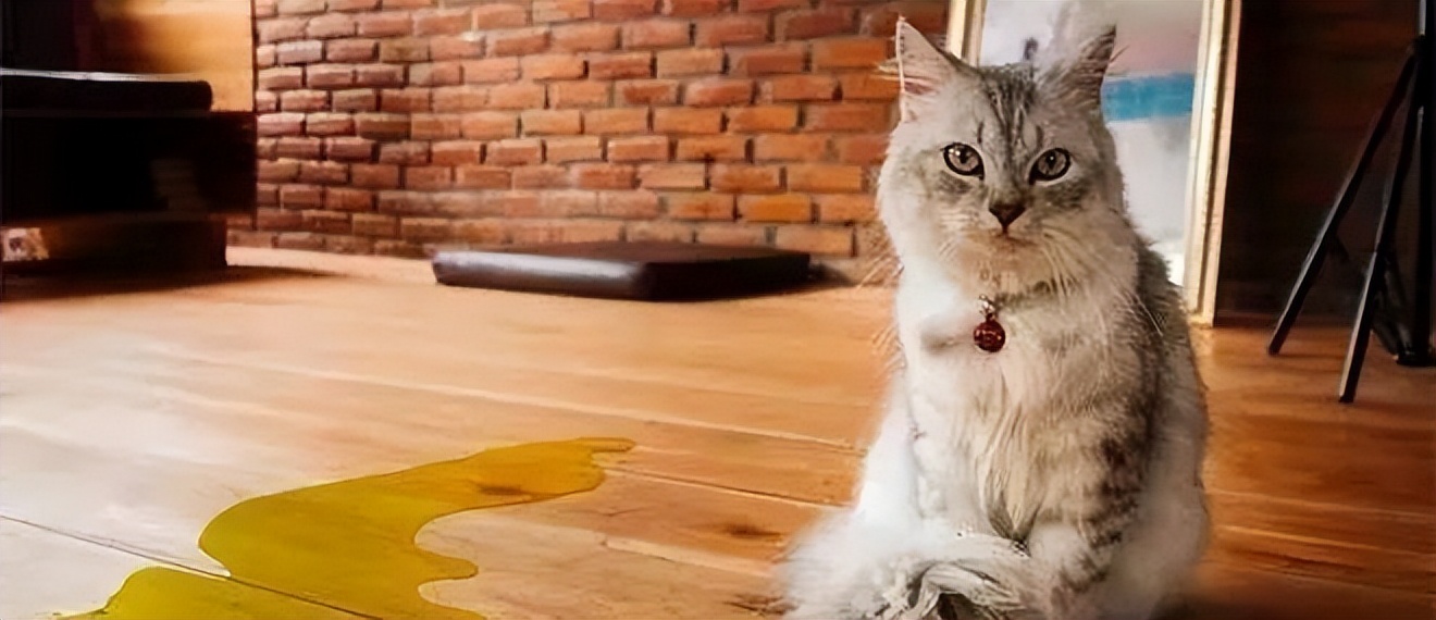 猫咪交流方式_猫咪蹭鼻子交流_猫咪的日常放松方式