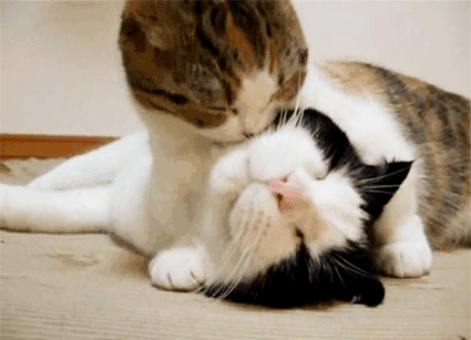 猫咪交流方式_猫咪的日常放松方式_猫咪蹭鼻子交流