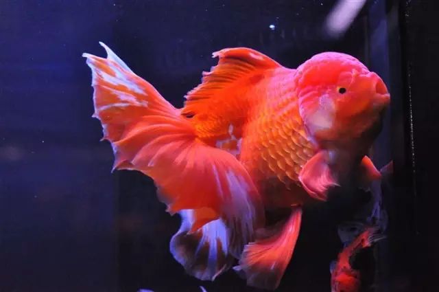 养好金鱼，一定要正确喂食！-派特超人-宠物