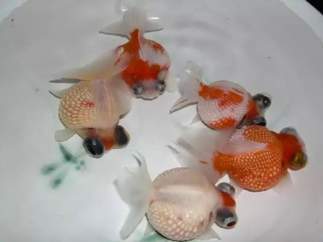 金鱼投喂次数与量控制_观赏鱼喂食量的黄金公式_金鱼饲料选择技巧