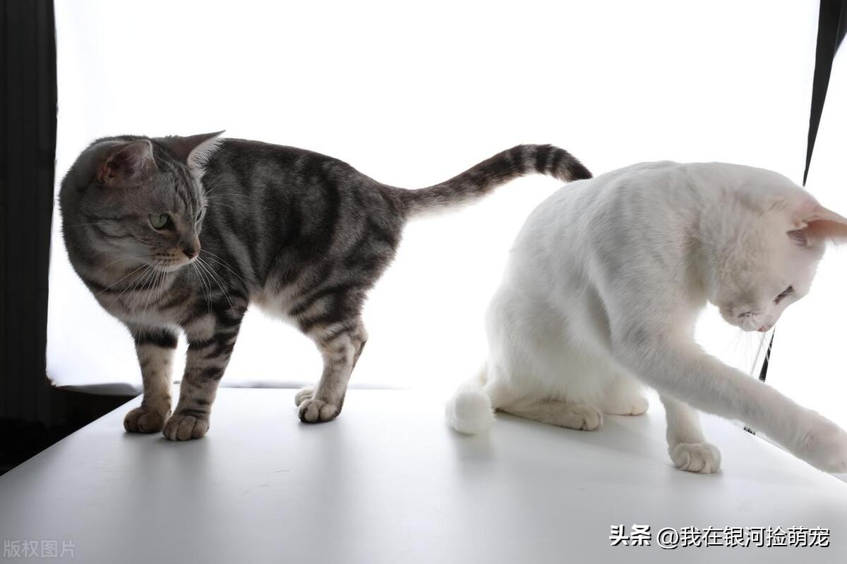 猫咪肢体语言含义_猫咪的日常放松方式_猫咪常见动作解读