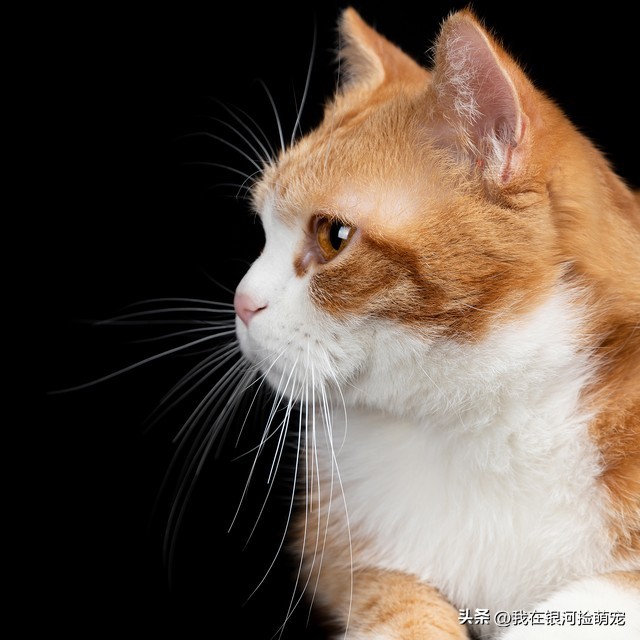 猫咪的日常放松方式_猫咪肢体语言含义_猫咪常见动作解读