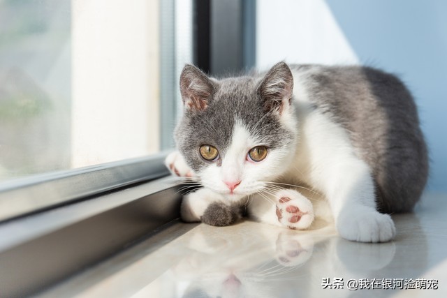猫咪常见动作解读_猫咪肢体语言含义_猫咪的日常放松方式