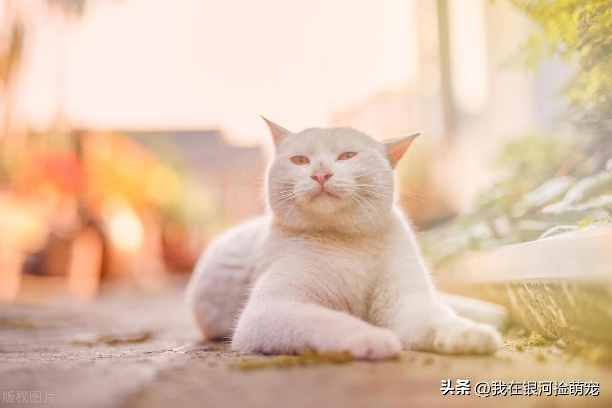 猫咪的日常放松方式_猫咪常见动作解读_猫咪肢体语言含义