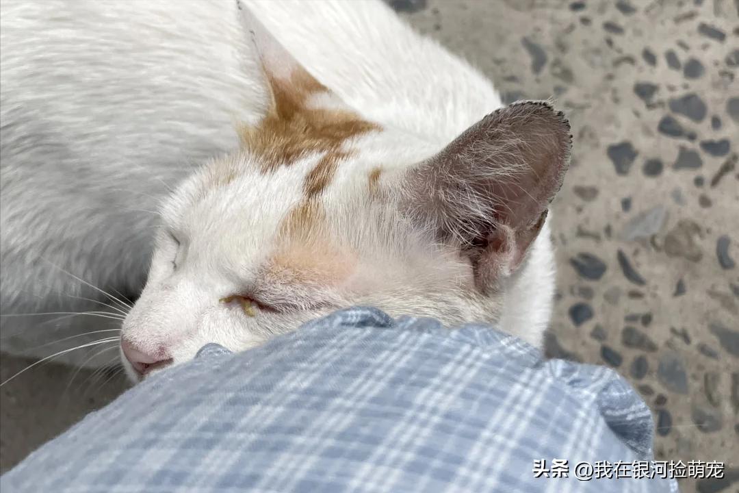 猫咪常见动作解读_猫咪肢体语言含义_猫咪的日常放松方式