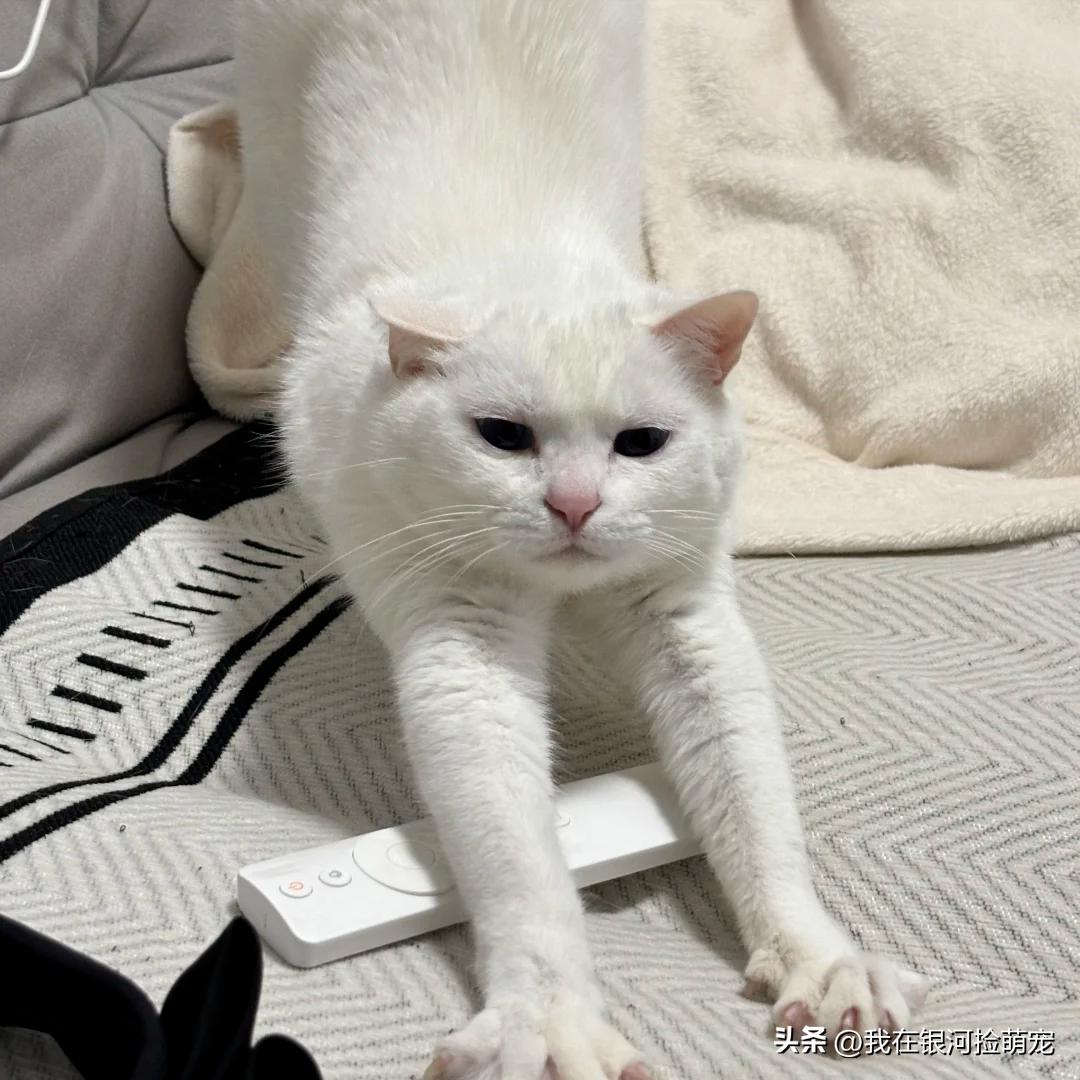 猫咪肢体语言含义_猫咪常见动作解读_猫咪的日常放松方式