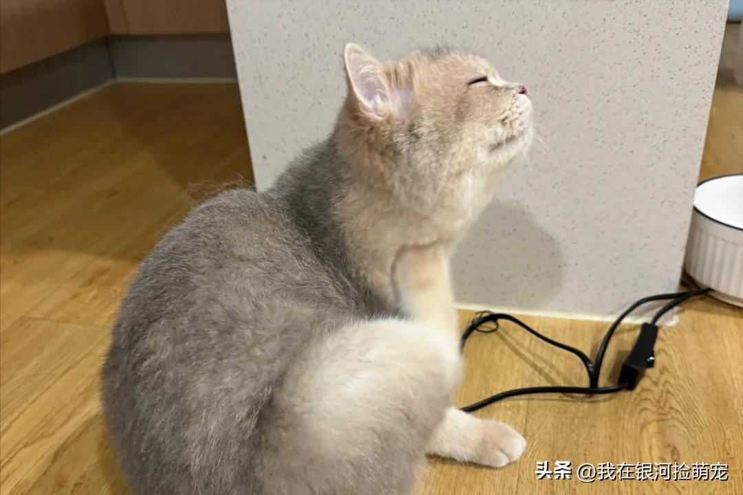 猫咪的日常放松方式_猫咪常见动作解读_猫咪肢体语言含义
