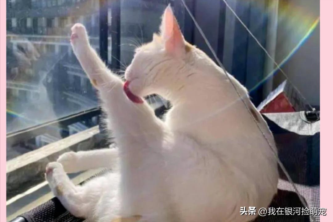猫咪的日常放松方式_猫咪常见动作解读_猫咪肢体语言含义