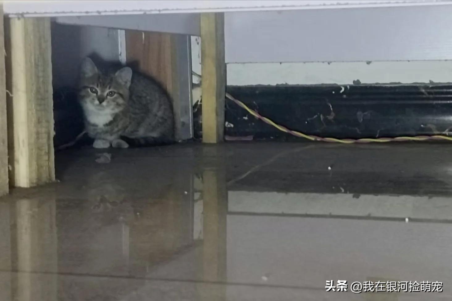 猫咪常见动作解读_猫咪肢体语言含义_猫咪的日常放松方式