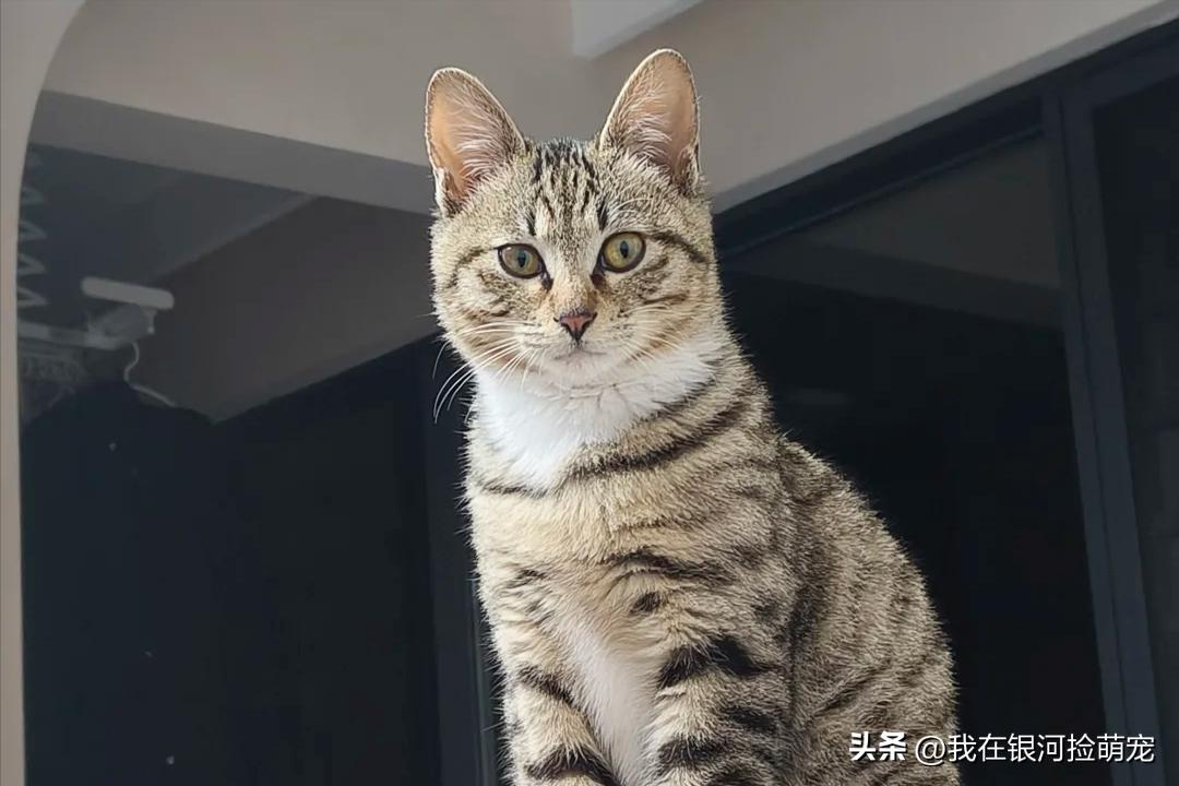 猫咪常见动作解读_猫咪的日常放松方式_猫咪肢体语言含义