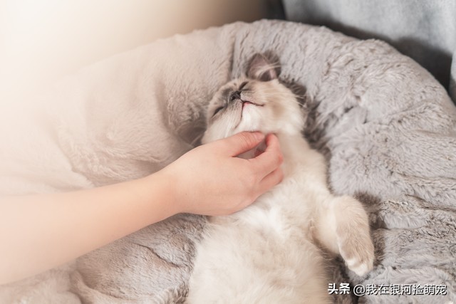 猫咪常见动作解读_猫咪的日常放松方式_猫咪肢体语言含义
