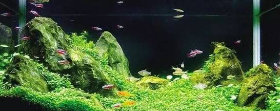 观赏鱼春季常见病预防_观赏鱼秋季投饵_水族箱秋季照明方法