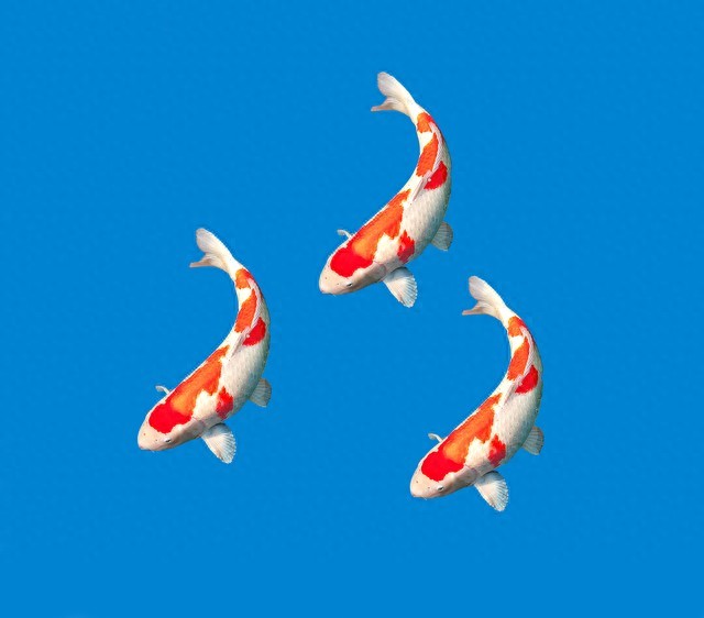 立春后，养鱼三要三不要法则-派特超人-宠物