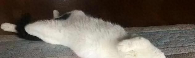 猫咪信任程度睡姿分析_猫咪睡姿含义_猫咪的日常放松方式