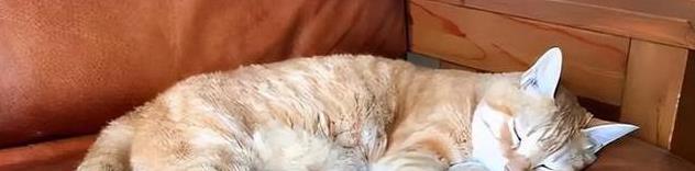 猫咪信任程度睡姿分析_猫咪的日常放松方式_猫咪睡姿含义