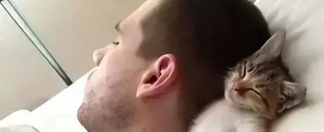 猫咪睡姿含义_猫咪的日常放松方式_猫咪信任程度睡姿分析