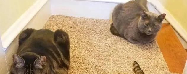 猫咪信任程度睡姿分析_猫咪睡姿含义_猫咪的日常放松方式