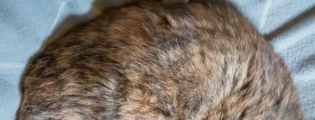 猫咪的日常放松方式_猫咪信任程度睡姿分析_猫咪睡姿含义