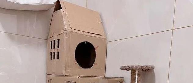 猫咪睡姿含义_猫咪信任程度睡姿分析_猫咪的日常放松方式
