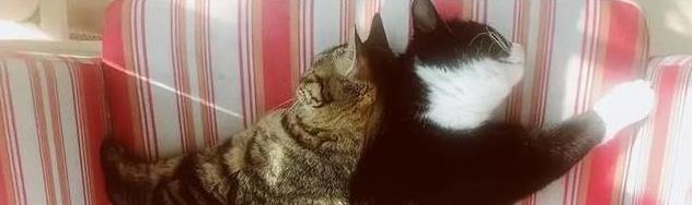 猫咪的日常放松方式_猫咪睡姿含义_猫咪信任程度睡姿分析
