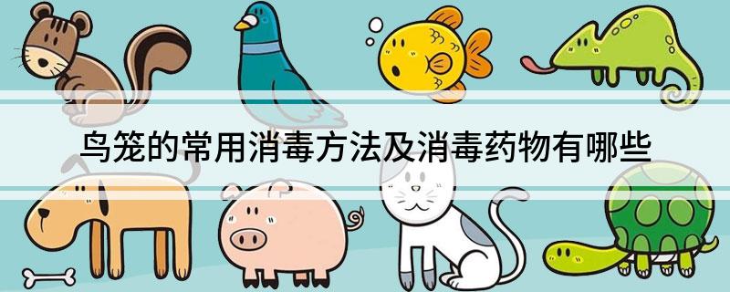 鸟笼的常用消毒方法及消毒药物有哪些-派特超人-宠物