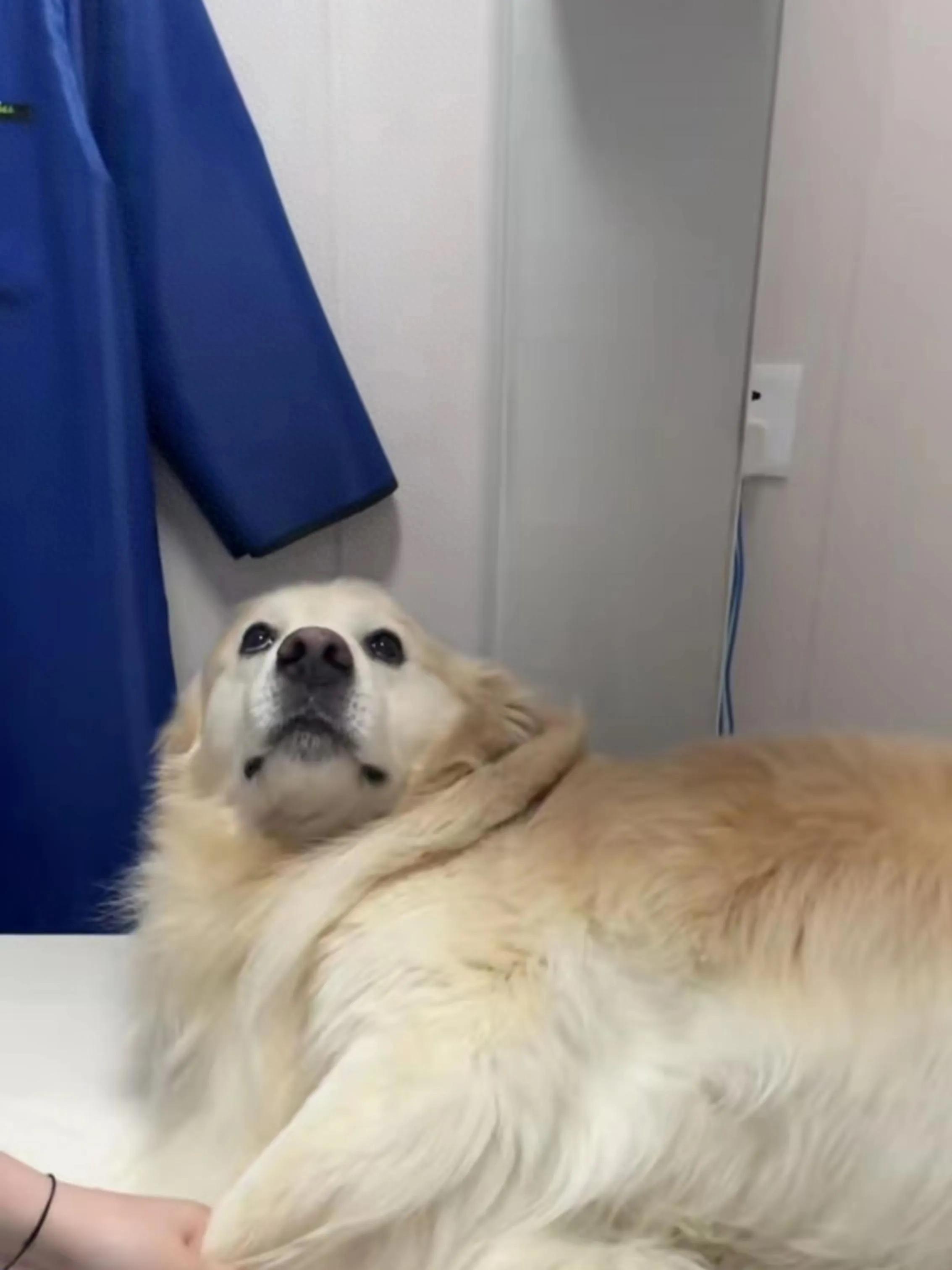 狗狗腿瘸是缺钙还是它可能是关节炎-派特超人-宠物