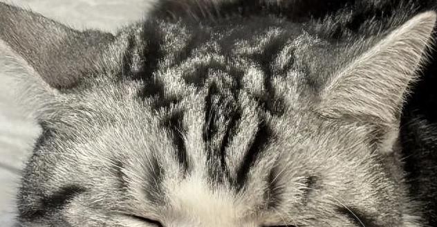 如何让猫咪感受到爱_猫咪的日常放松方式_猫咪亲密互动技巧