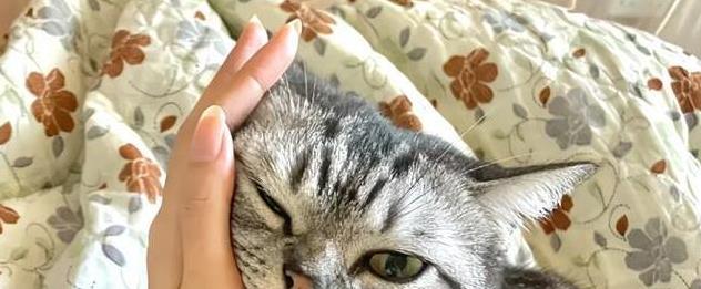猫咪的日常放松方式_猫咪亲密互动技巧_如何让猫咪感受到爱