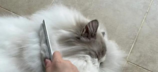 如何让猫咪感受到爱_猫咪的日常放松方式_猫咪亲密互动技巧