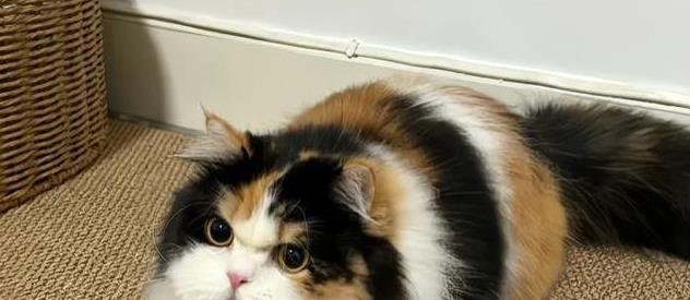 猫咪的日常放松方式_如何让猫咪感受到爱_猫咪亲密互动技巧