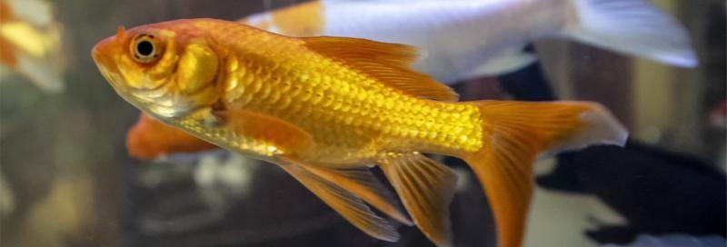 观赏鱼喂食量的黄金公式_金鱼喂食量_金鱼饲料控制