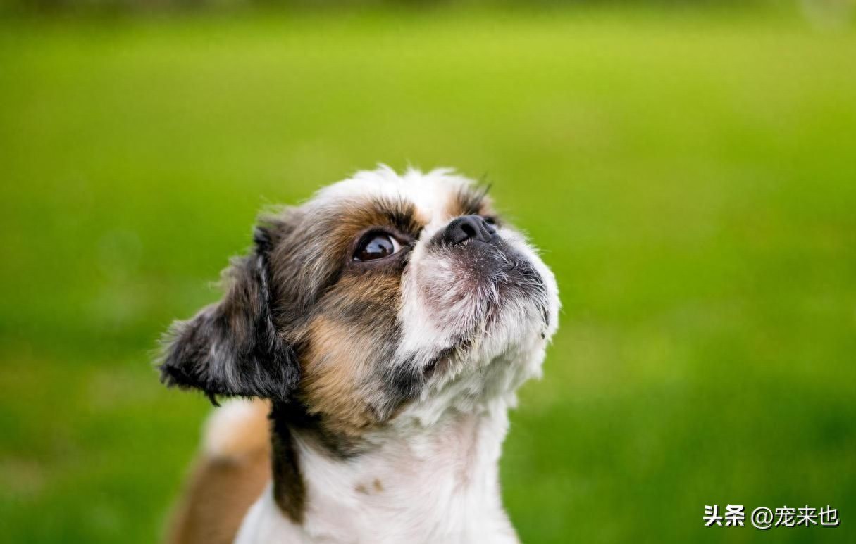 狗狗的腿突然一瘸一拐的是怎么回事-派特超人-宠物