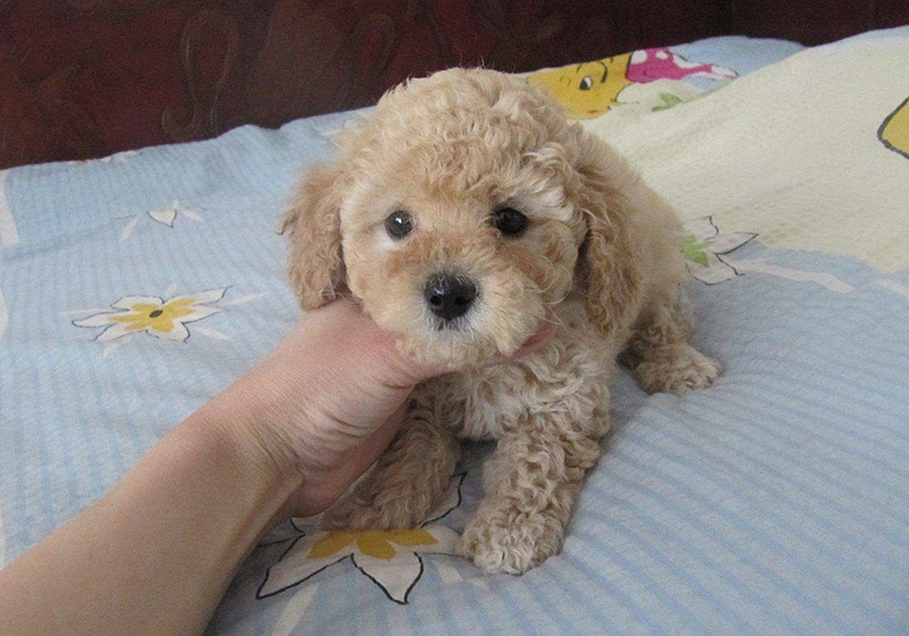 狗狗季节性抑郁症_狗狗突然贪睡？低血糖和代谢问题_狗狗换季抑郁症状