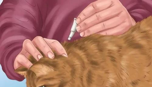 狗狗耳螨症状_狗狗耳螨治疗方法_狗狗频繁甩头？耳部感染和异物进入
