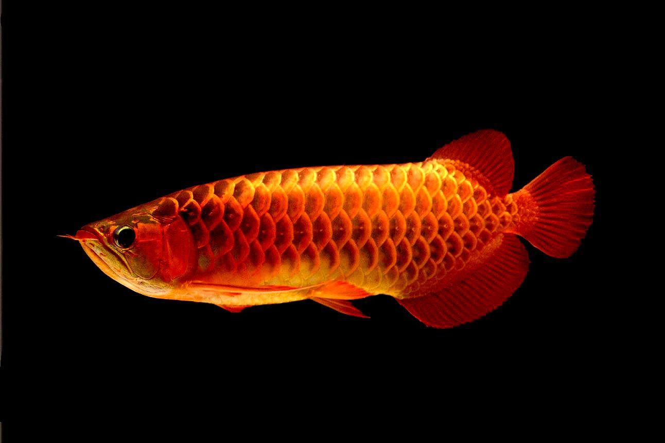 如何买鱼缸（如何选择一个合适的水族箱） 观赏鱼论坛